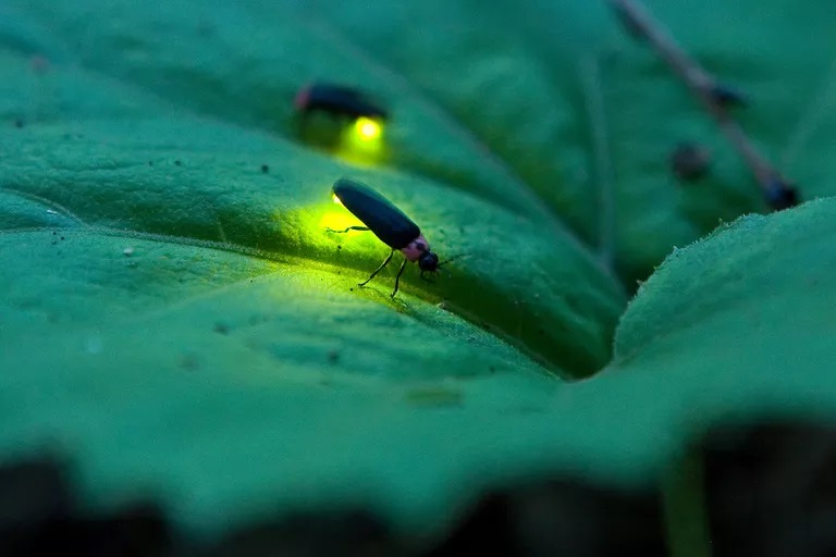 Beyond Fireflies: Bioluminescent Organisms - The National Wildlife  Federation Blog